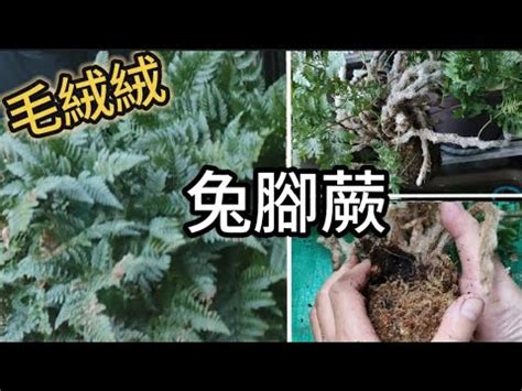 兔腳蕨風水|角板山梅樹 